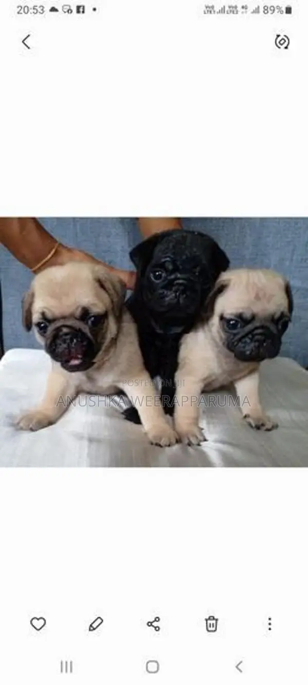 Pug Puppies