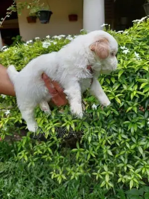 Shih Tzu Puppy