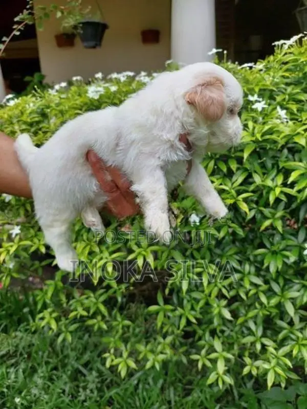 Shih Tzu Puppy