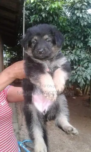 Lion German Shepherd Puppies