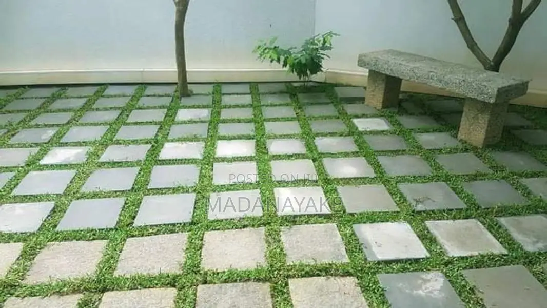 Malaysian Grass