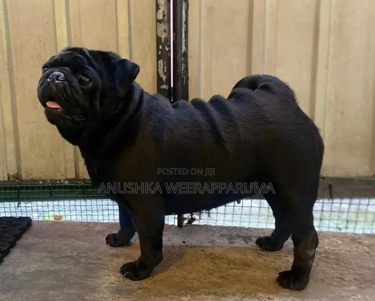 Pug Puppies