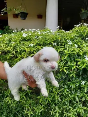 Shih Tzu Puppy
