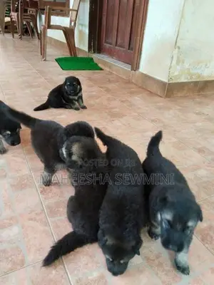 Lion German Shepherd Puppies