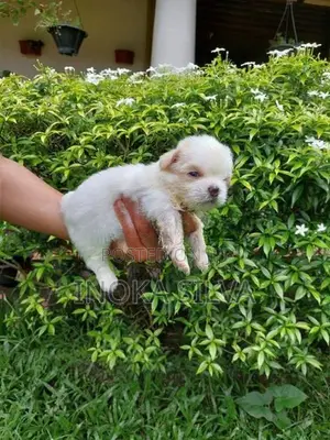 Shih Tzu Puppy