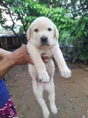 Labrodor Retriever Puppies