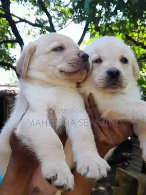 Labrodor Retriever Puppies