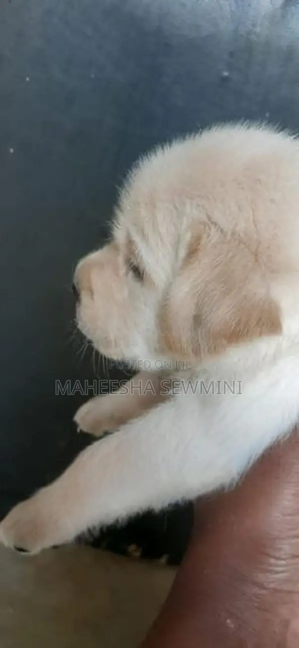 Labrodor Retriever Puppies