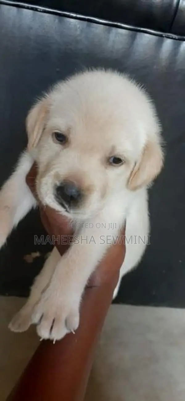 Labrodor Retriever Puppies