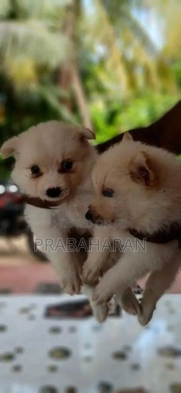 Pomeranian Puppies