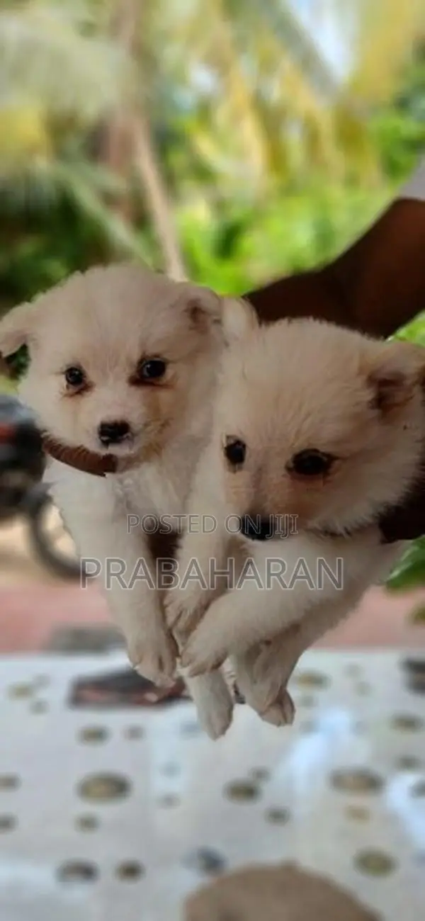 Pomeranian Puppies