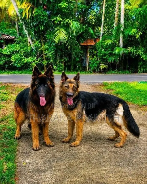 German Shepherd