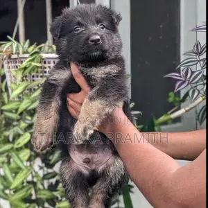 German Shepherd