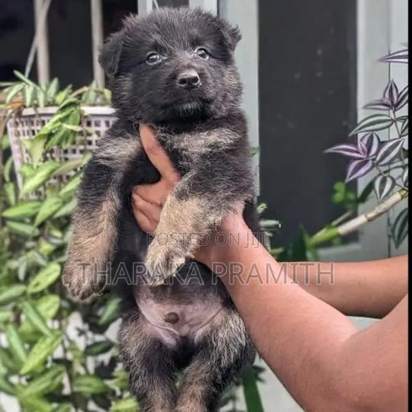 German Shepherd