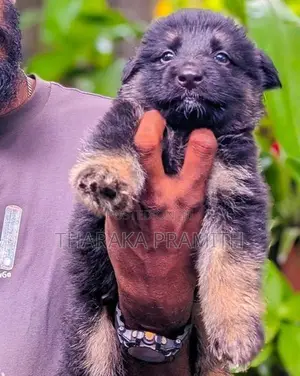 German Shepherd