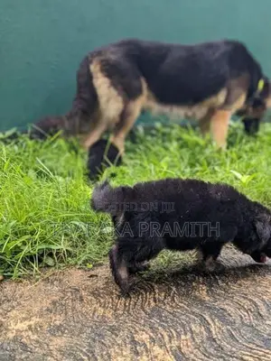 German Shepherd