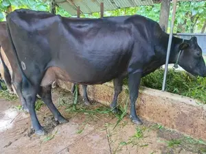 කිරී ගවයන්