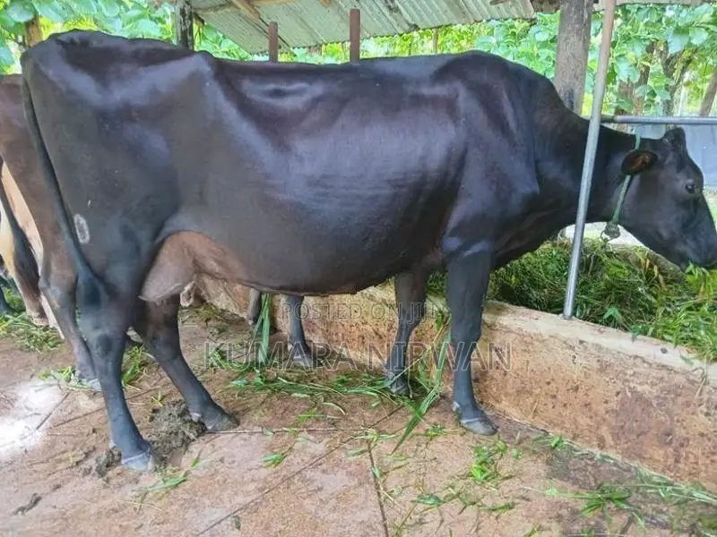 කිරී ගවයන්