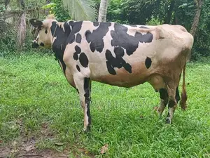 කිරී ගවයන්