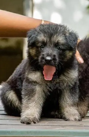 German Shepard Long Coat Puppies