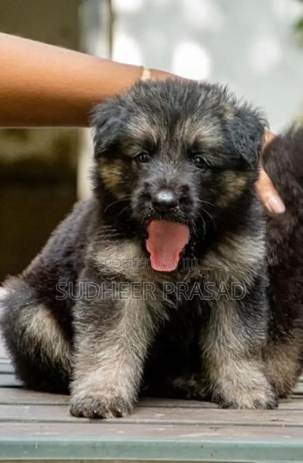 German Shepard Long Coat Puppies