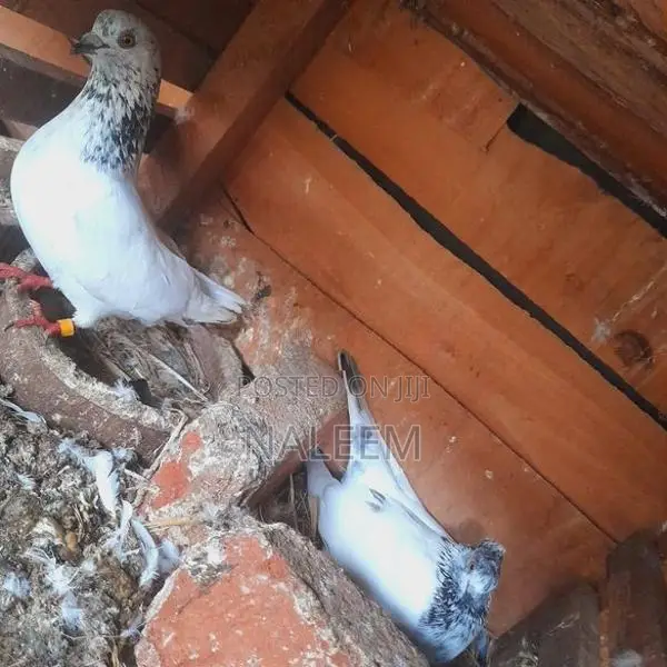 Pigeons
