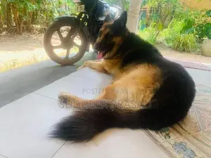 German Shepard Long Coat Puppies