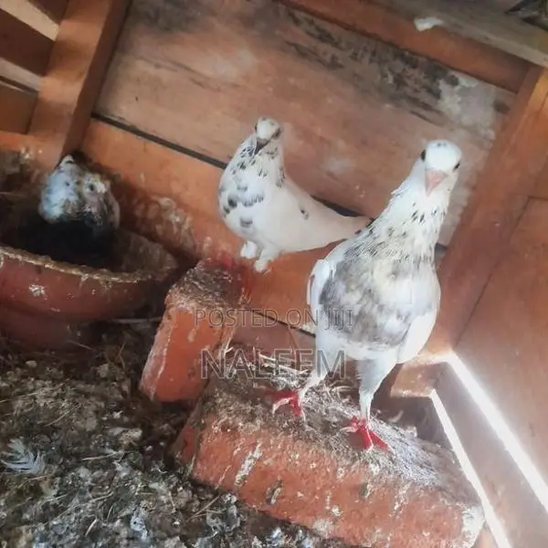 Pigeons