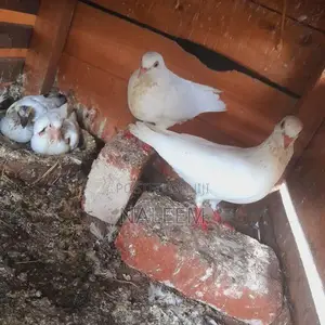 Pigeons