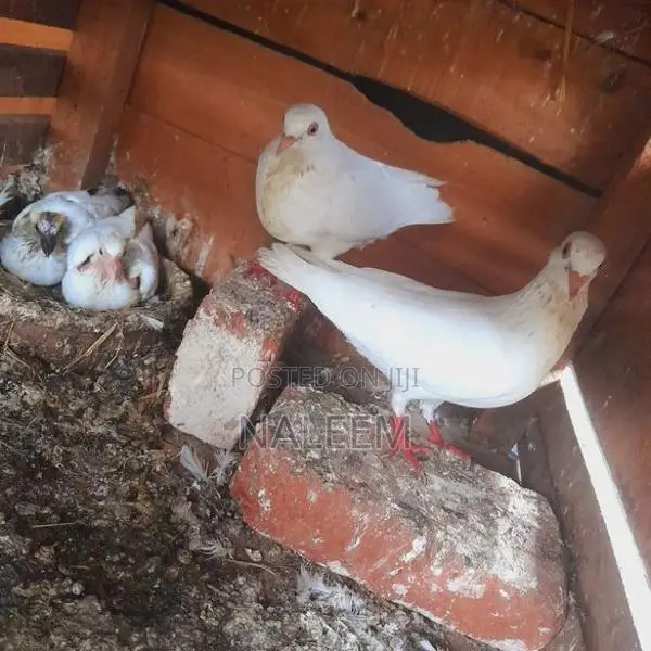 Pigeons