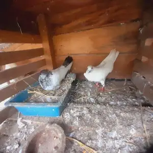 Pigeons