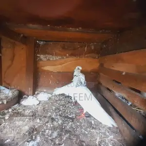 Pigeons