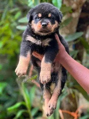 Rottweiler Puppies