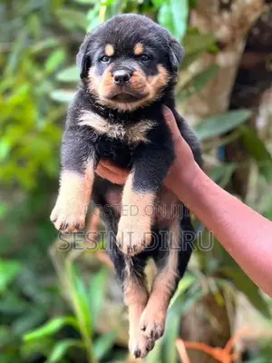 Rottweiler Puppies
