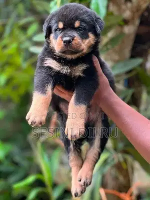 Rottweiler Puppies