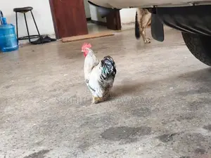 Cochin Bantam