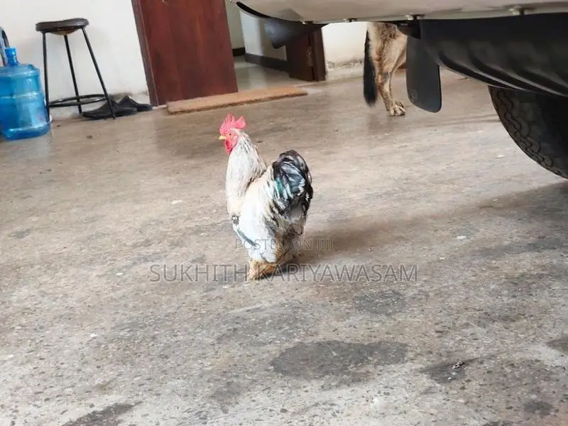 Cochin Bantam