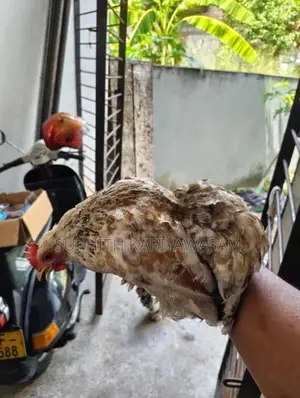 Cochin Bantam