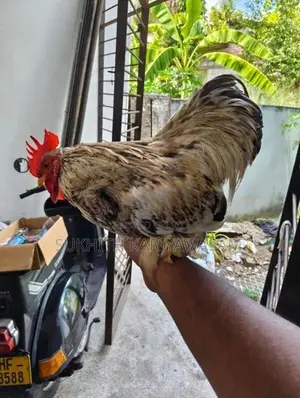 Cochin Bantam