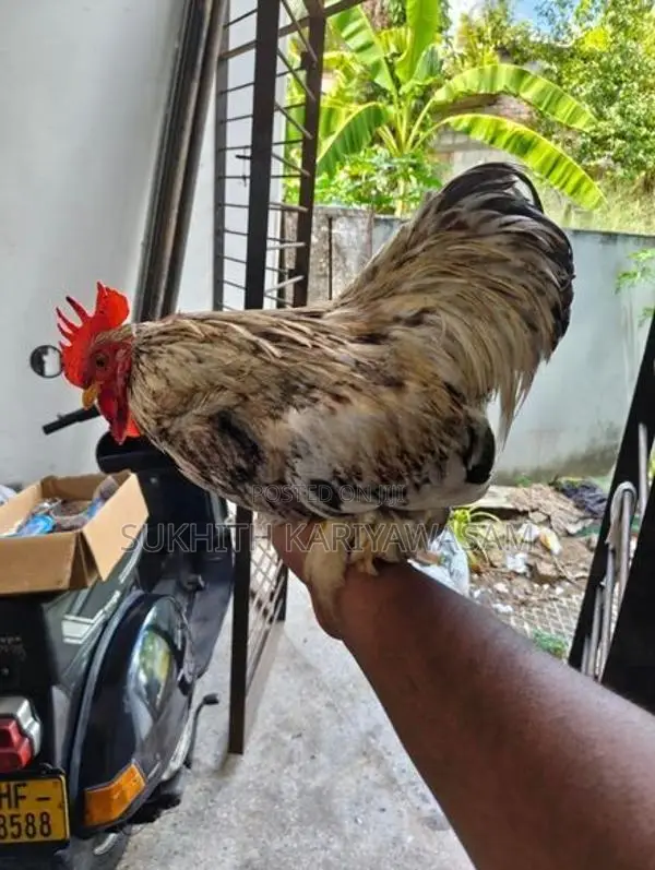 Cochin Bantam