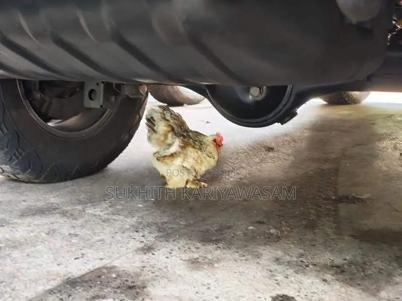 Cochin Bantam
