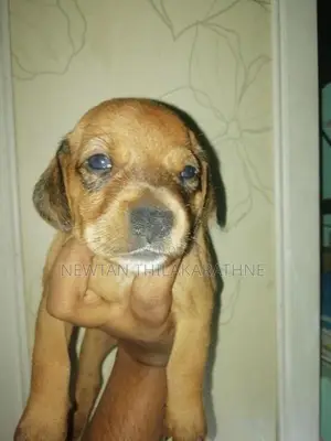 Dachshund Puppies