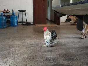 Cochin Bantam