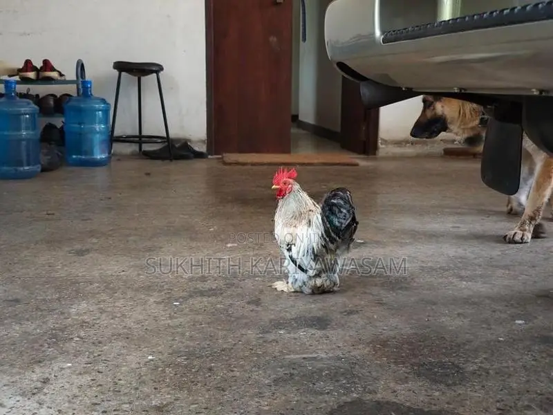 Cochin Bantam