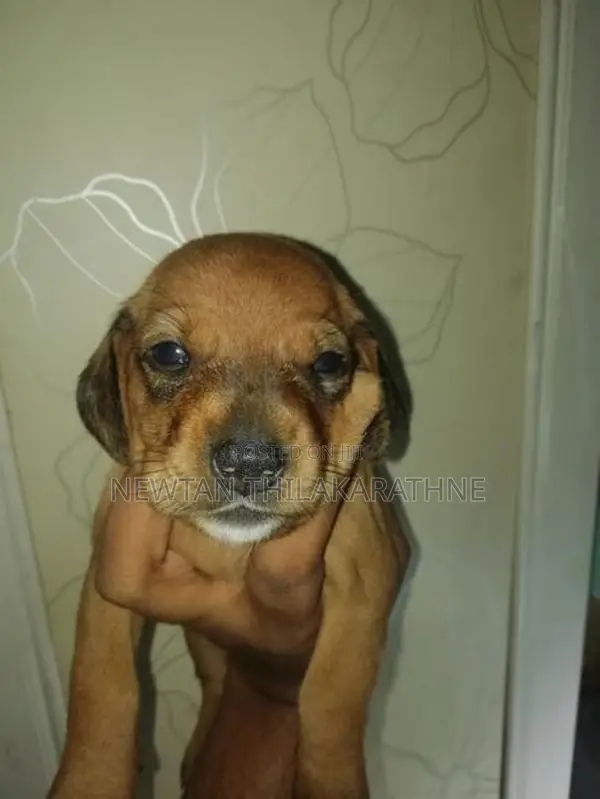 Dachshund Puppies