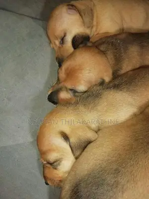 Dachshund Puppies