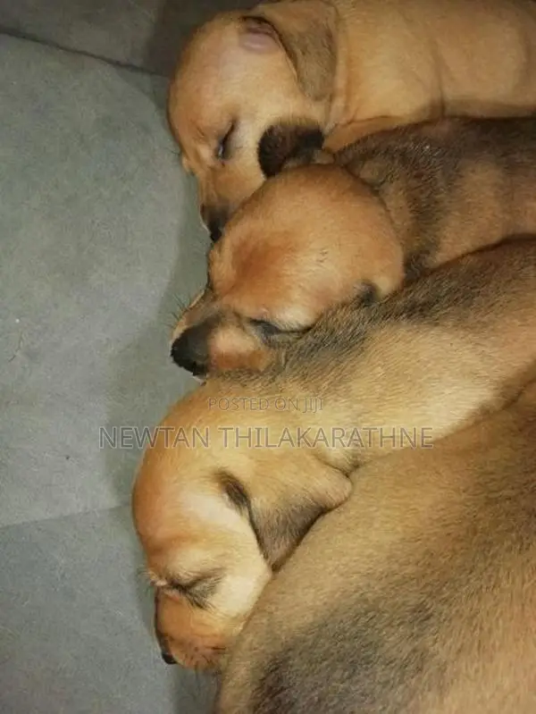 Dachshund Puppies