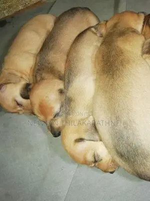 Dachshund Puppies