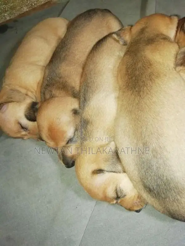 Dachshund Puppies