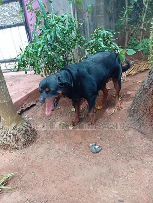 Rottweiler Male Dog